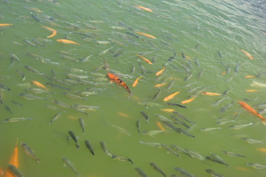 ../image/fish at kings shops in waikoloa 2.jpg